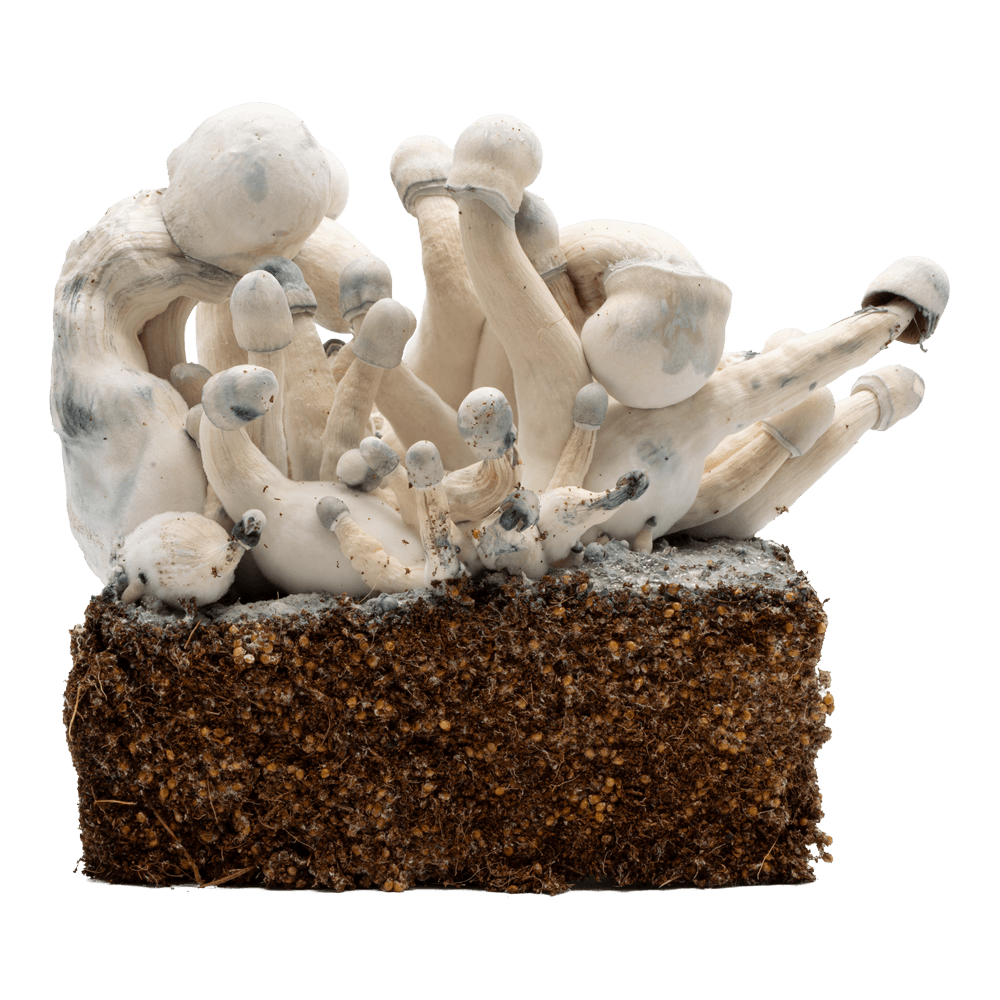 acid shroomz melmac monster magic mushrooms