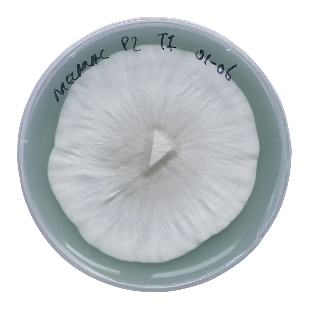acid shroomz agar cultivo líquido melmac monster setas mágicas