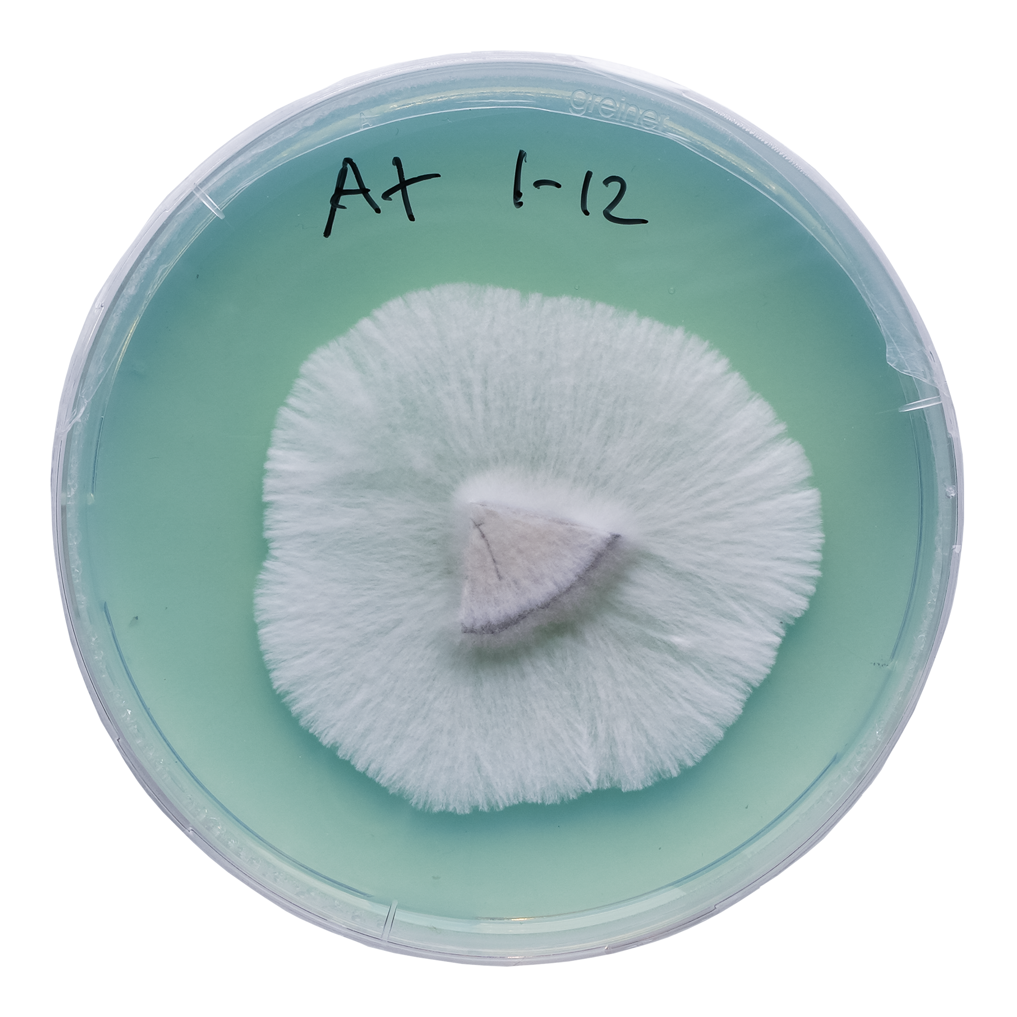 acid shroomz albino a plus agar magic mushrooms