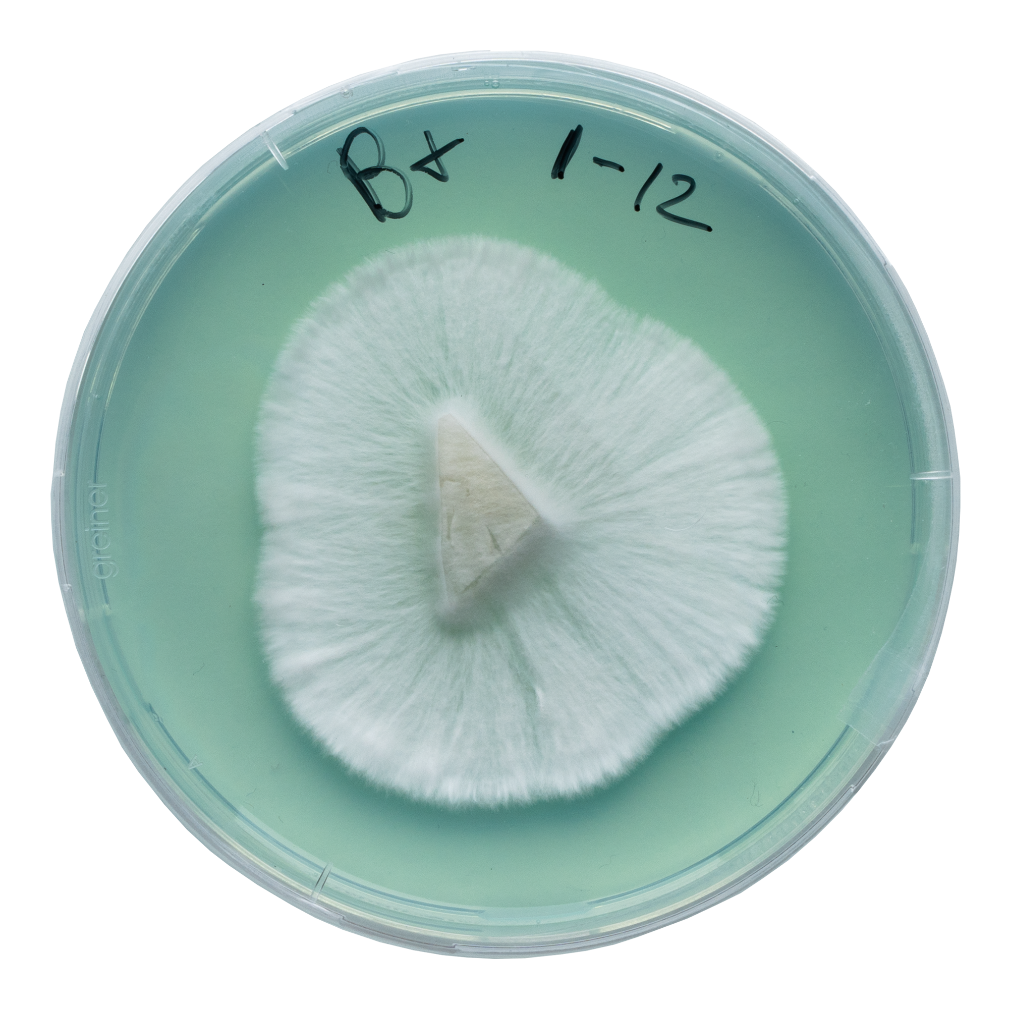 acid shroomz b+ b positive agar magic mushrooms