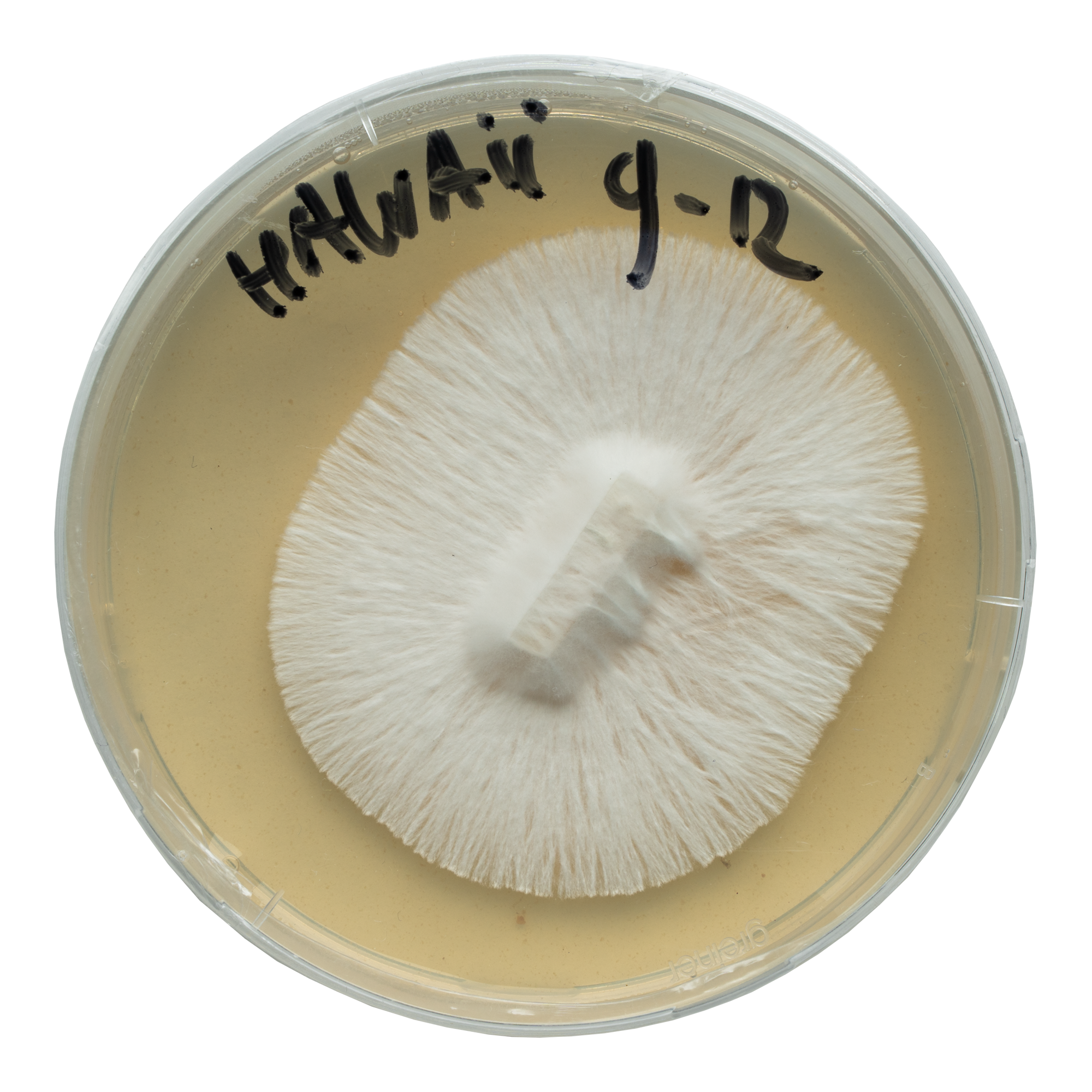 acid shroomz hawaii agar setas mágicas