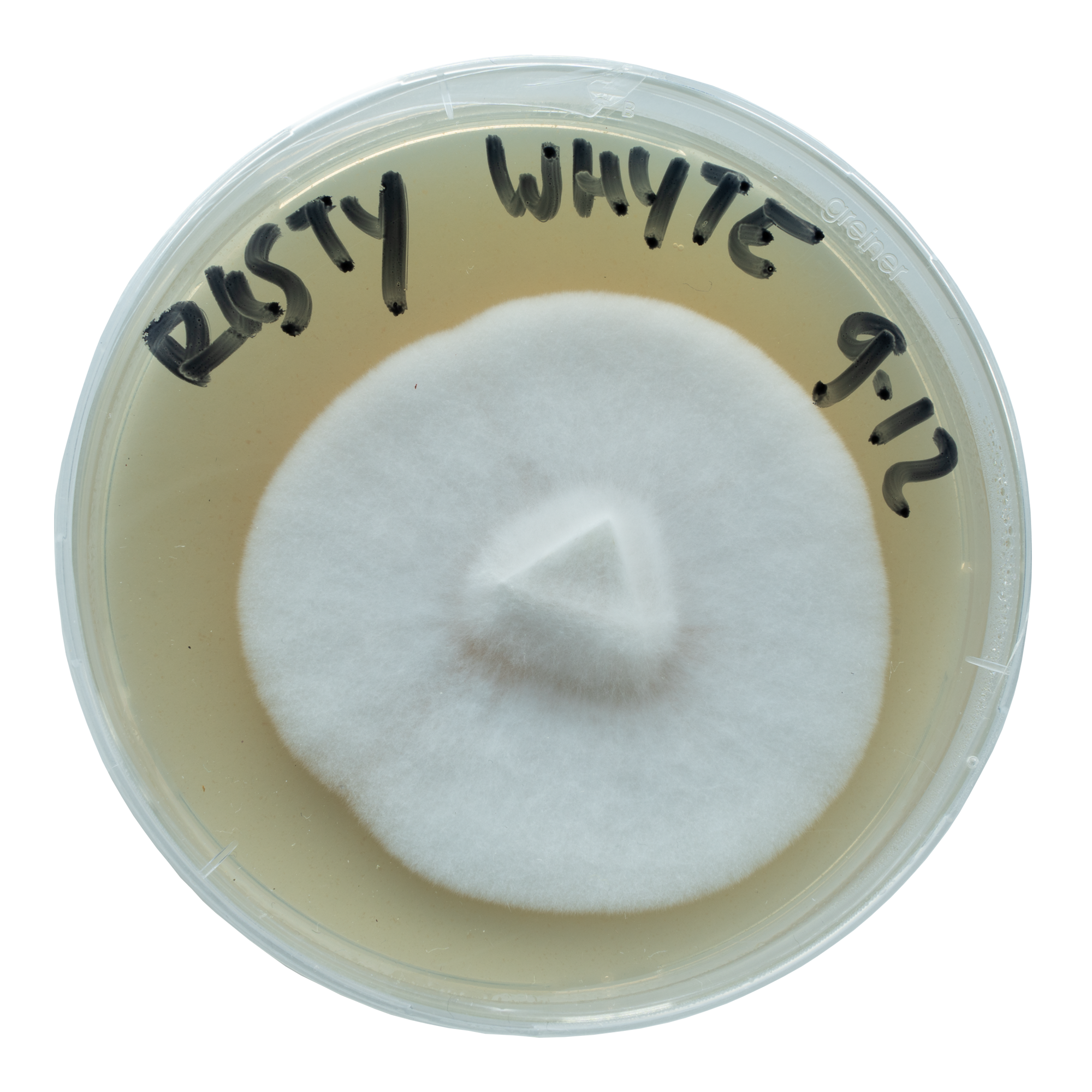 acid shroomz rusty whyte agar zauberpilze