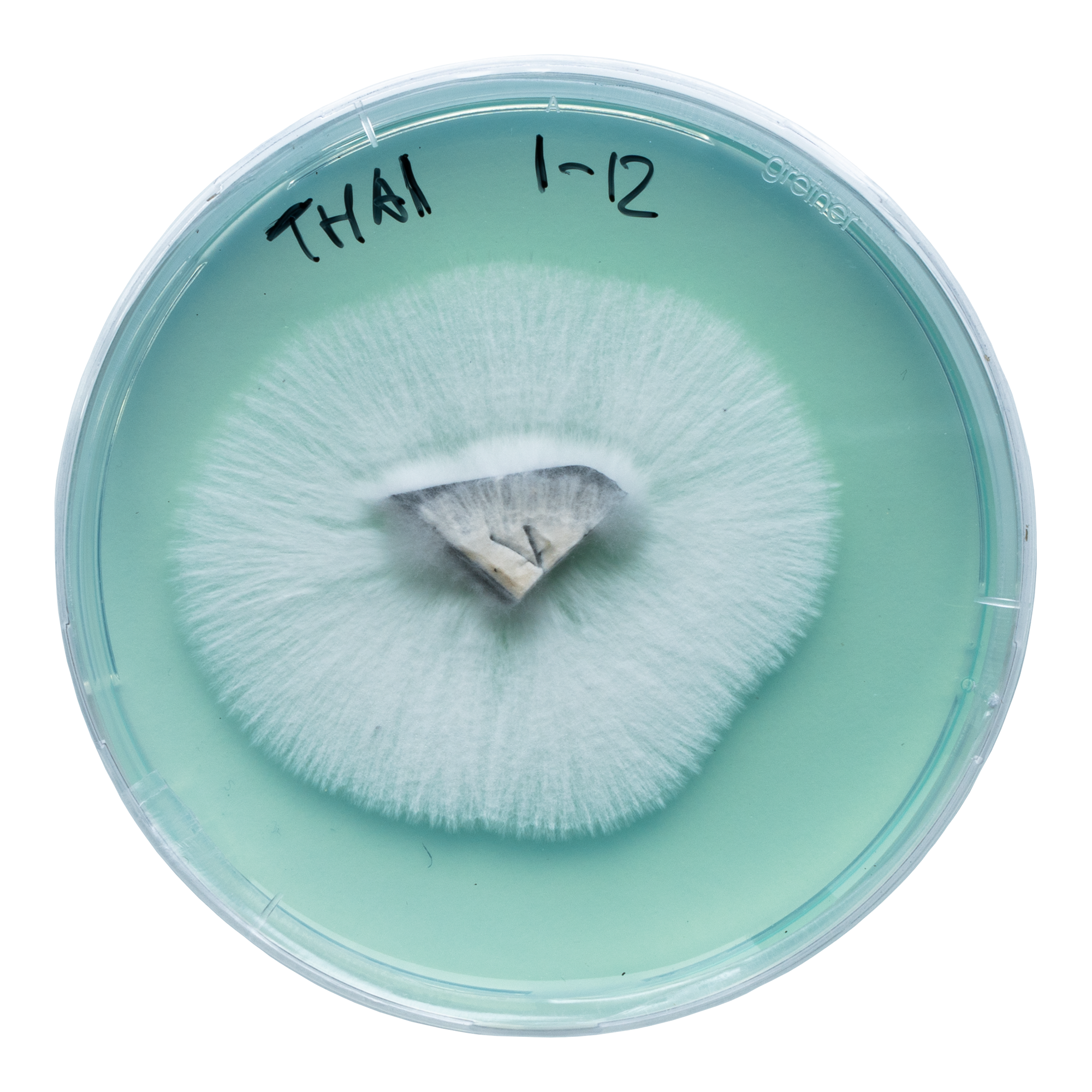 acid shroomz thai agar setas mágicas