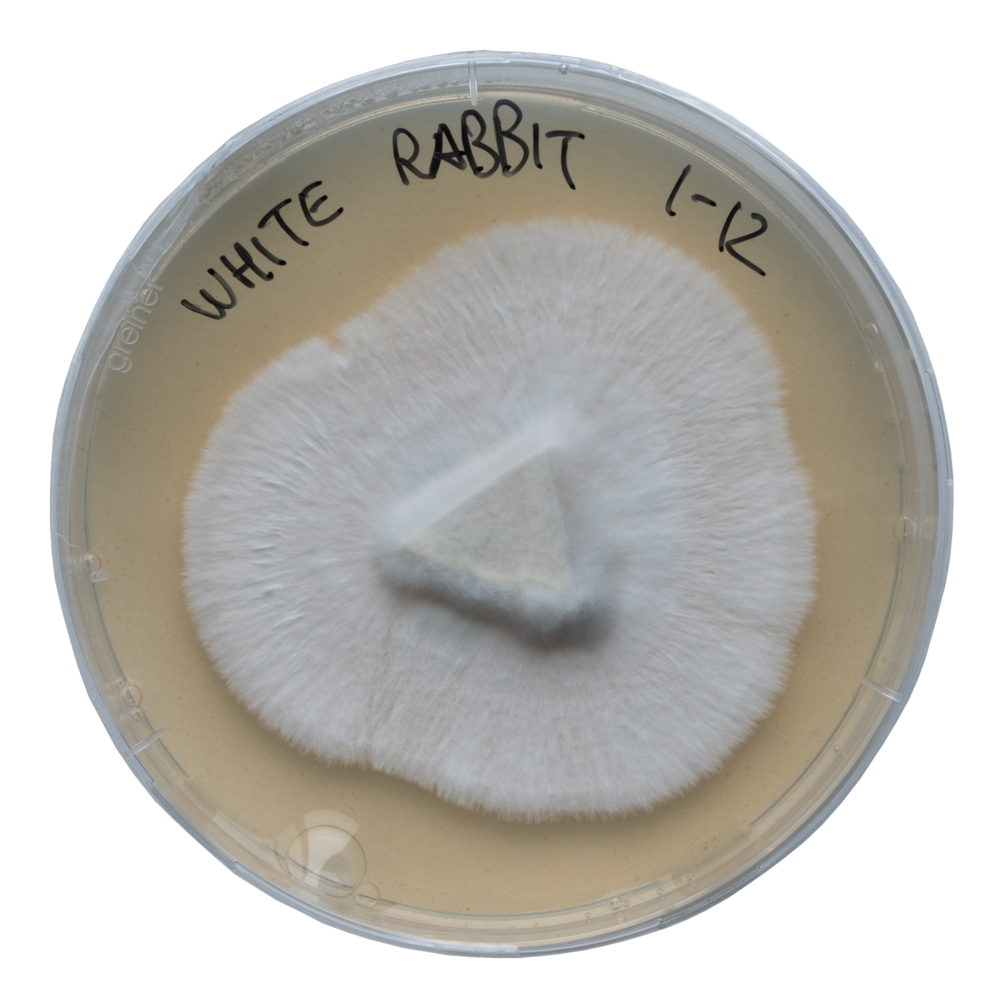 setas mágicas de agar acid shroomz white rabbit