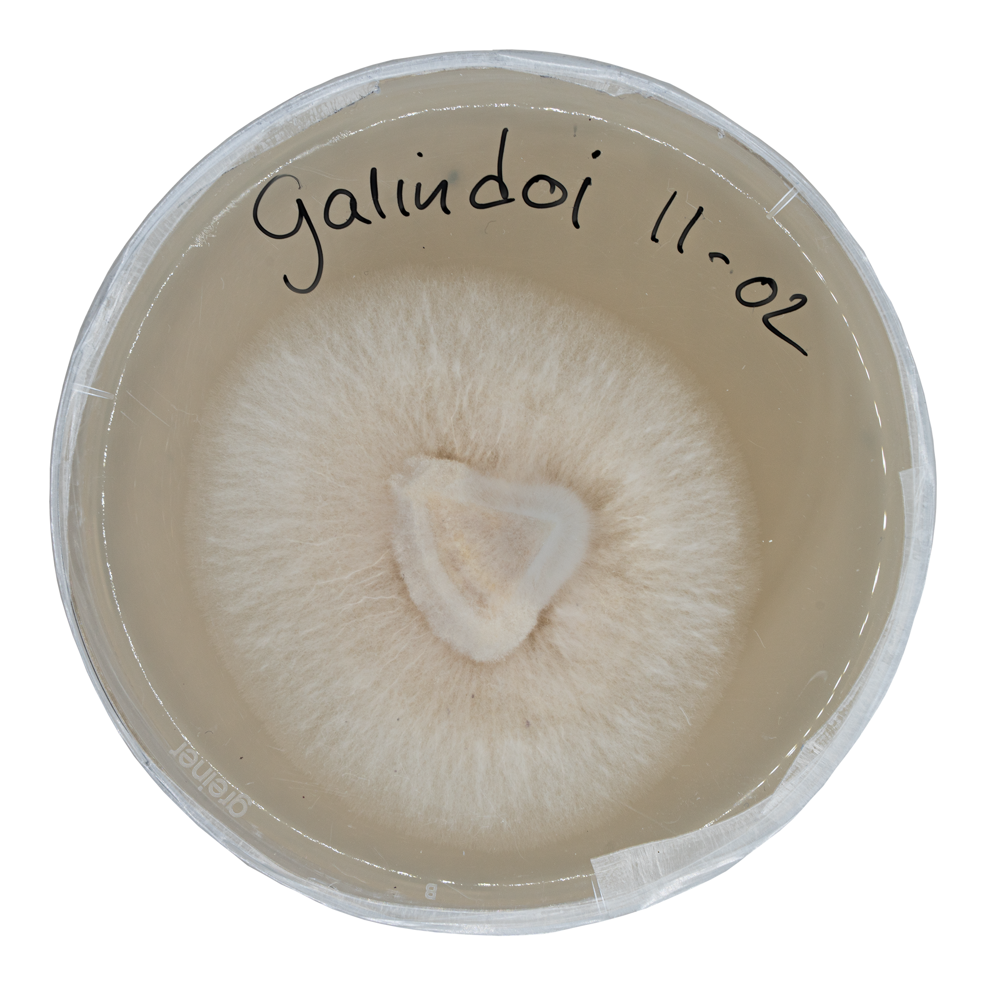 acid shroomz galindoi magic truffles