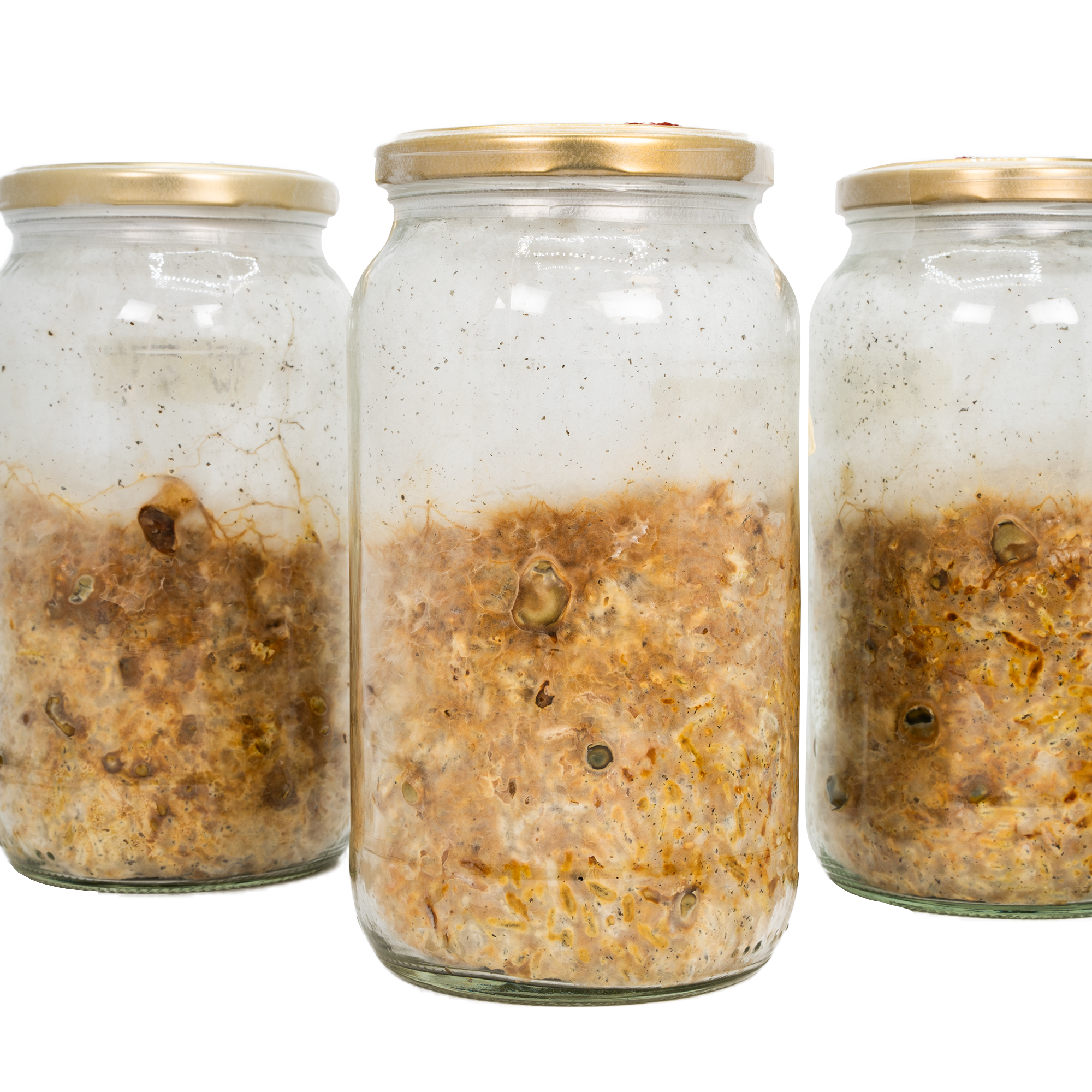 acid shroomz galindoi magic truffles jars