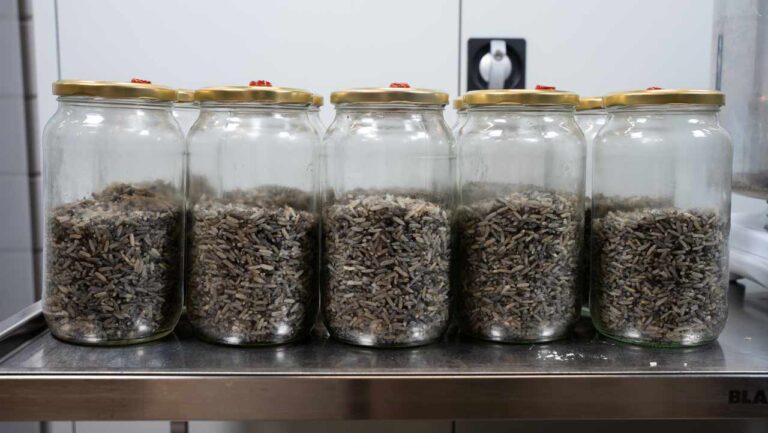 bocaux remplis aux deux tiers de riz complet cuit
