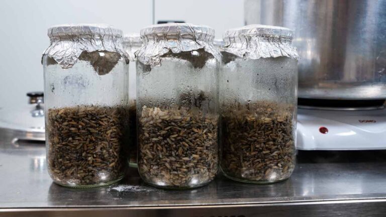 riz complet stérilisé, prêt pour l’inoculation et la production de mycélium de champignon