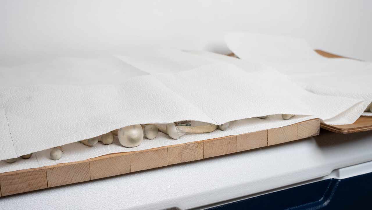 zauberpilze während des vortrocknens mit einer lage küchenpapier oder geschirrtüchern abdecken