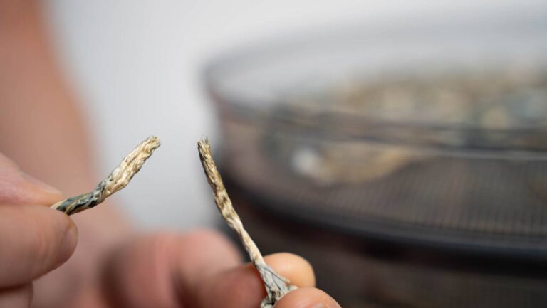 zauberpilze sind „cracker dry“ und brechen leicht