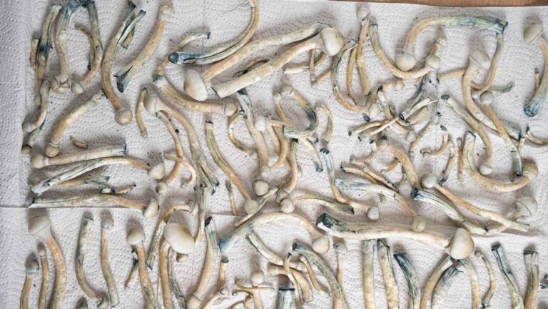 albino a+ zauberpilze auf küchenpapier verteilt