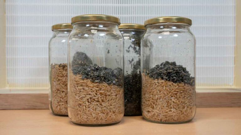 mushroom spawn added to sterile rice, grain‑to‑grain transfer