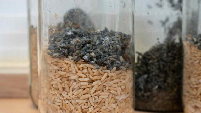 colonized rice added to sterile rice g2g grain to grain transfer