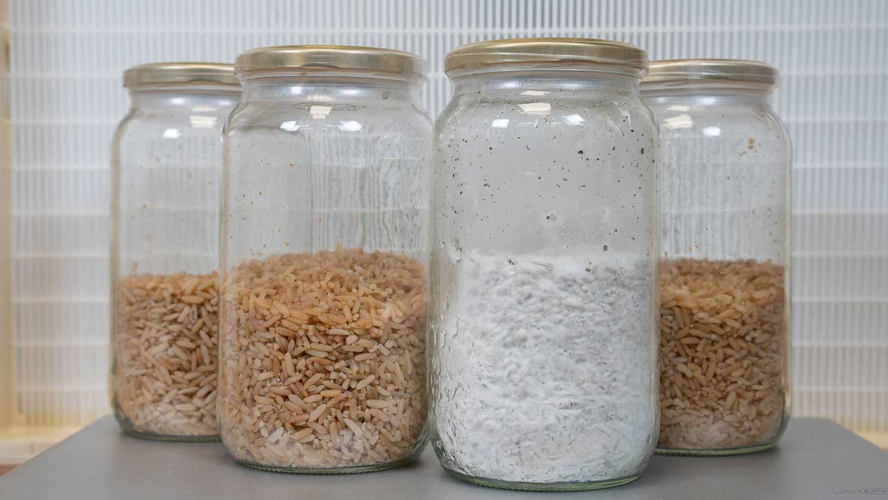 mushroom spawn and sterilized brown rice in front of the flow hood for the transfer