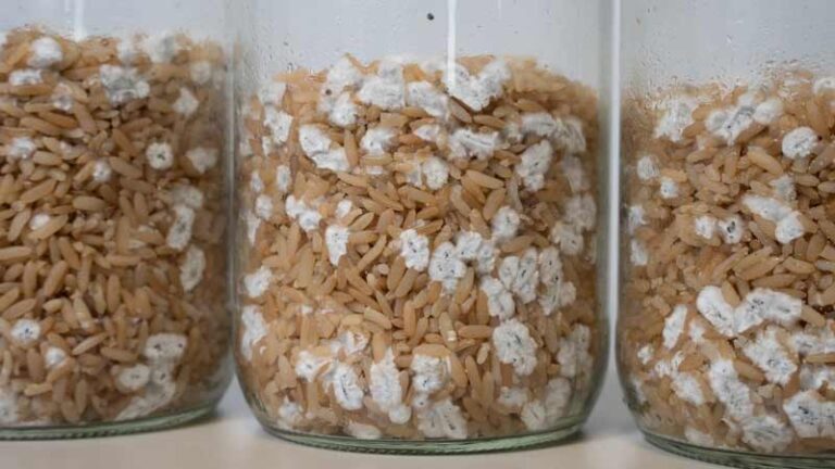 colonization of sterile rice after g2g transfer