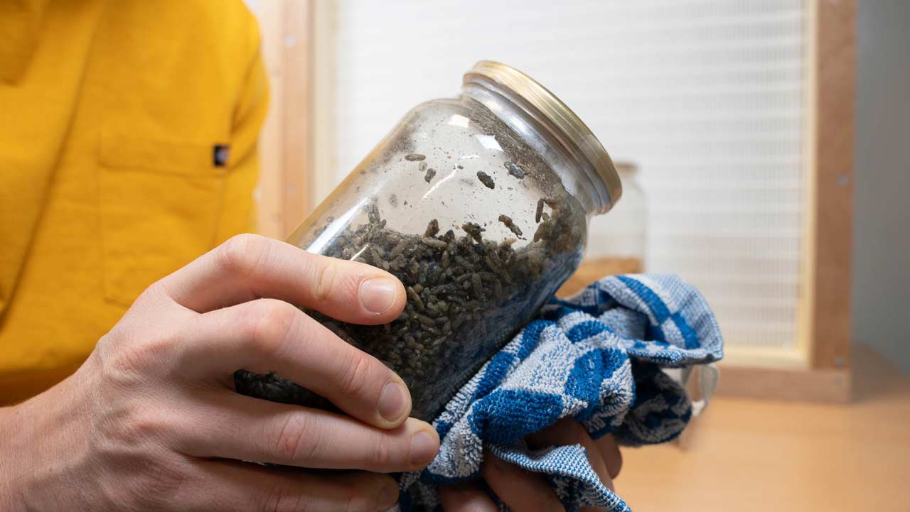 secouer le mycélium de champignon pour l’assouplir