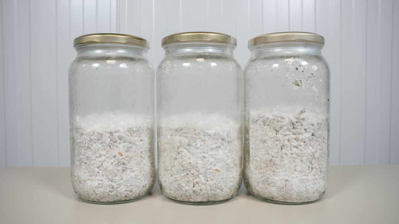 10 days after grain to grain g2g transfer: colonization and mushroom spawn complete