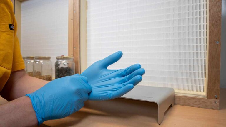putting on nitrile gloves at the flow hood for magic‑mushroom cultivation