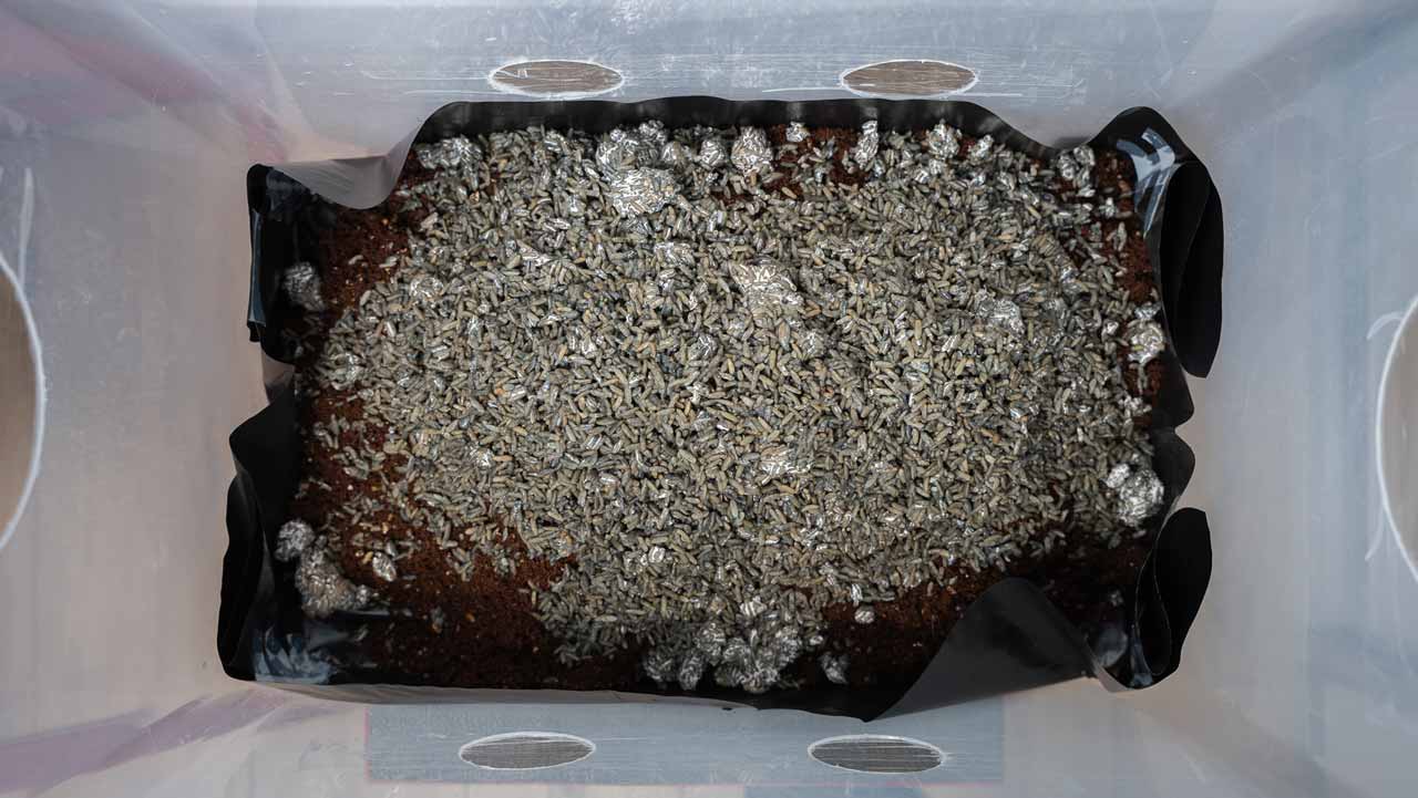 brown‑rice mushroom spawn added to bulk substrate