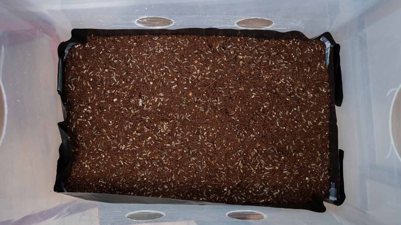mushroom spawn evenly mixed with bulk substrate