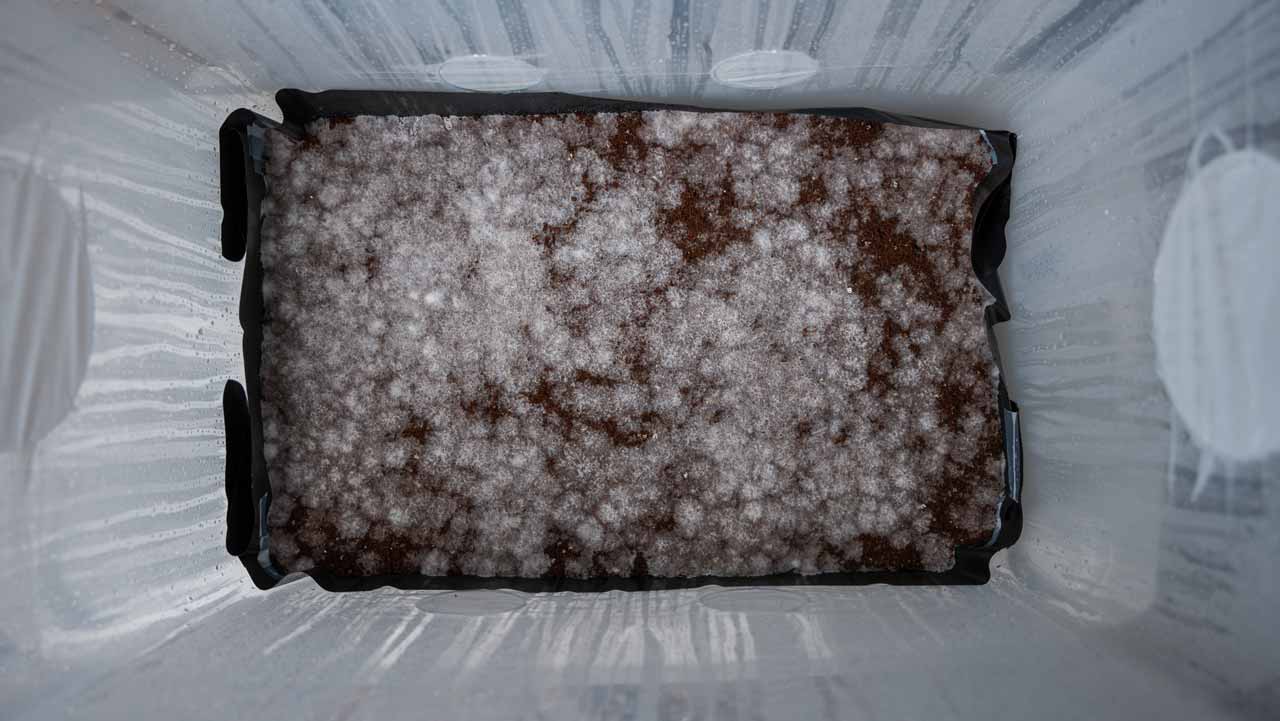 CVG substrate colonized by mycelium