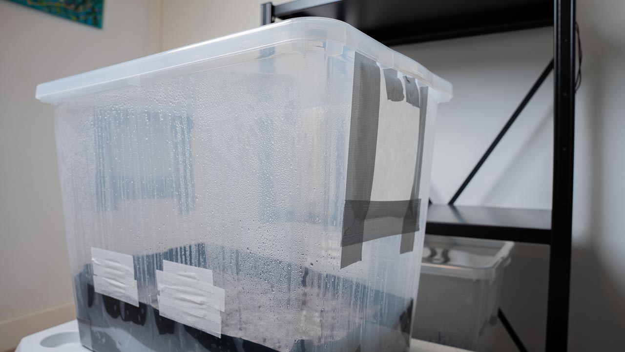 monotub in incubation room