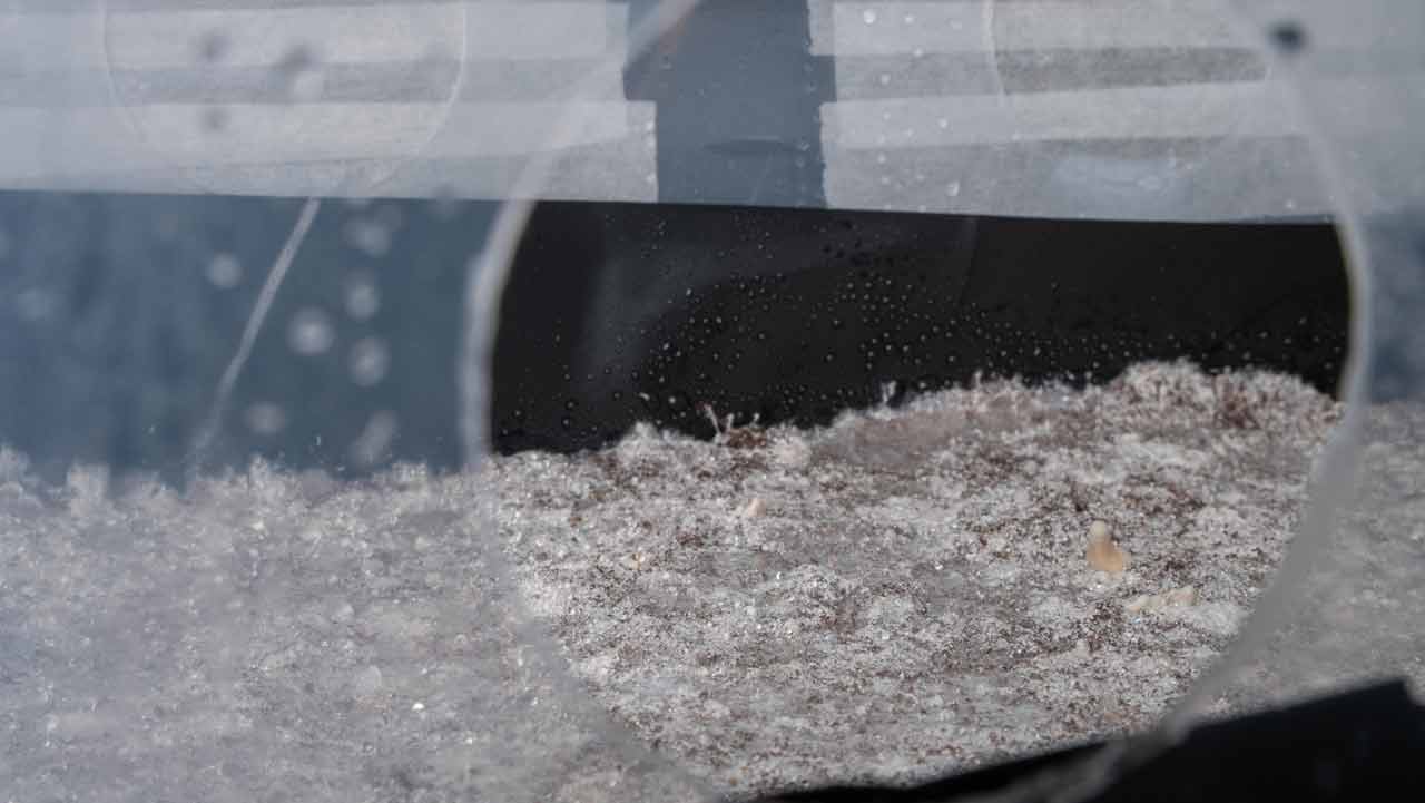 substrate colonized by mycelium with liner in monotub