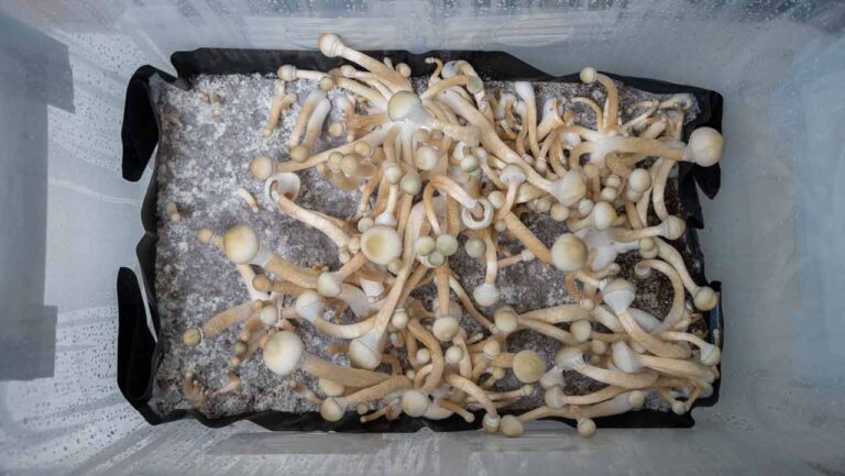 albino a+ magic mushrooms in monotub