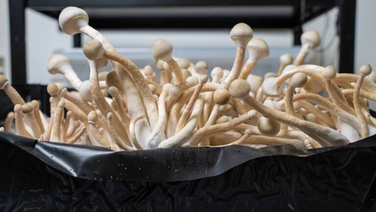perfect harvest moment, mushrooms with intact veil