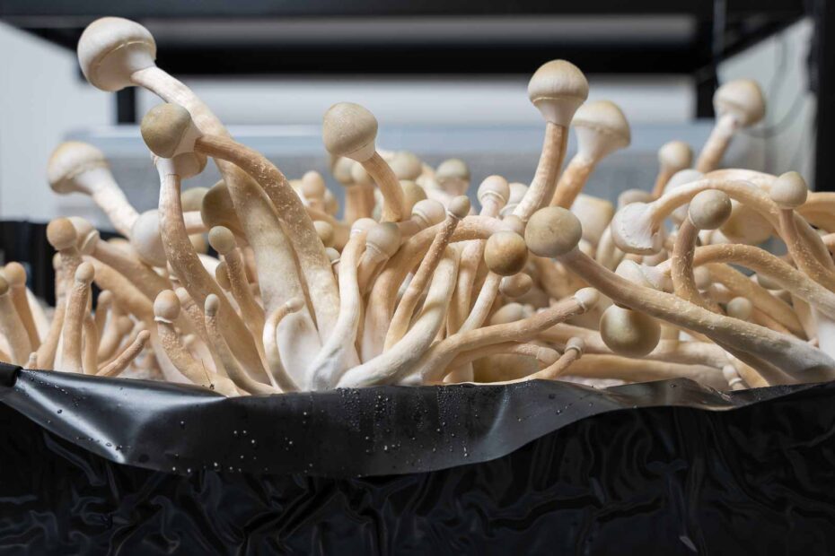 wie man zauberpilze in einem monotub acid shroomz züchtet