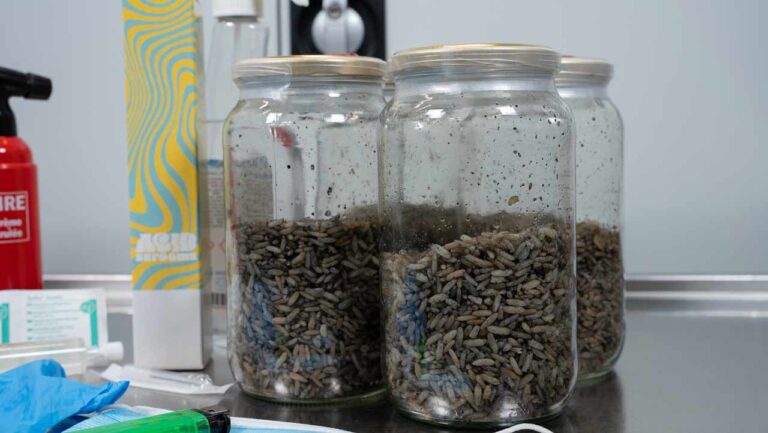 inoculación de micelio en grano con suministros de cultivo líquido
