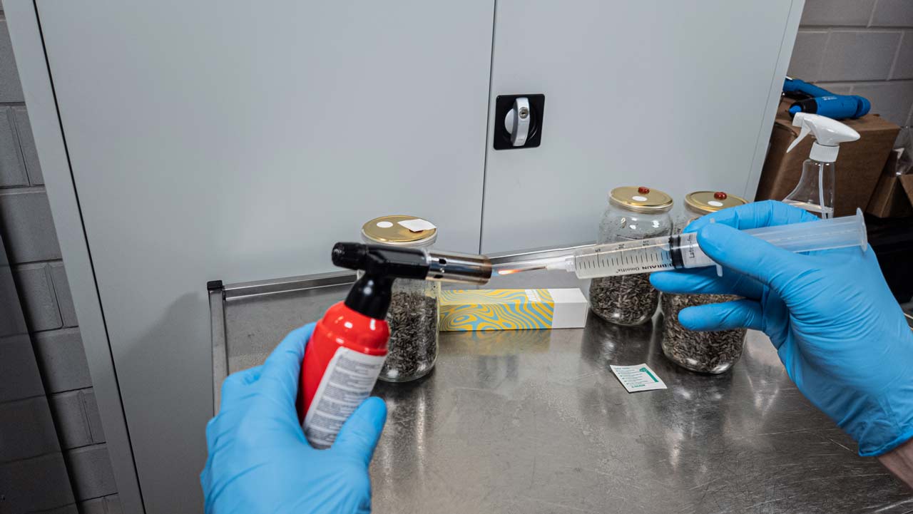esterilizar con llama la aguja de la jeringa de cultivo líquido para matar cualquier microorganismo