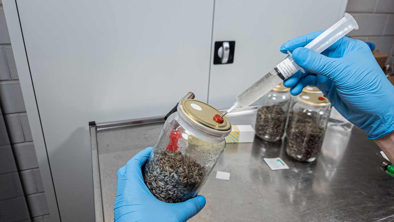 inoculation du substrat de riz complet pour mycélium de champignon avec culture liquide