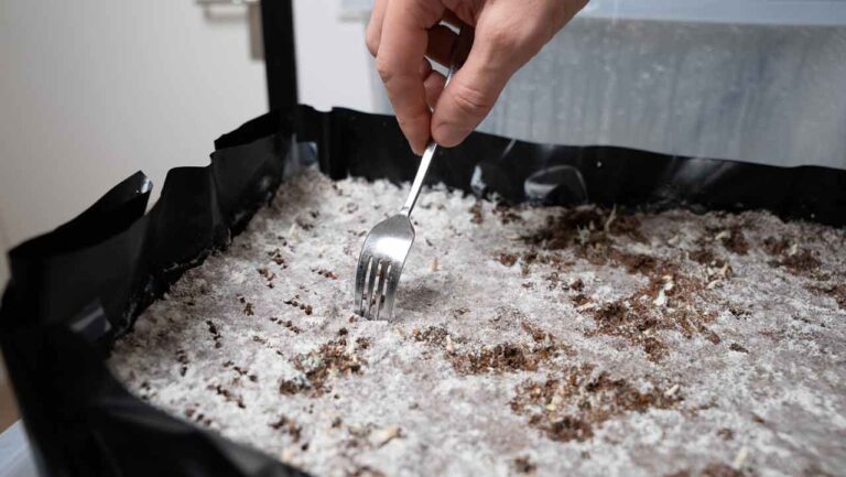 perforation de trous dans le substrat de fibre de coco pour la réhydratation après la récolte des champignons magiques