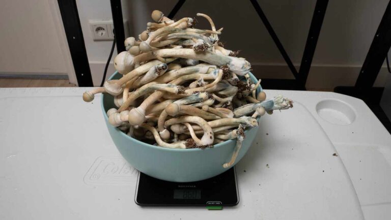 champignons magiques albino a+ fraîchement récoltés avec coloration bleue