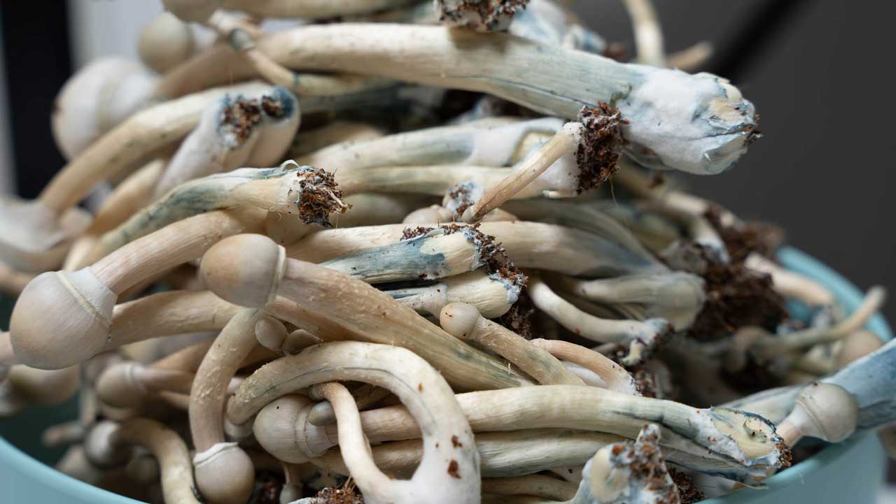 frisch geerntete albino-a+ zauberpilze mit blauen druckstellen