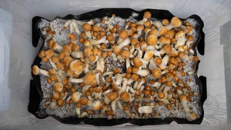 champignons magiques thaï poussant dans un monotub avec doublure
