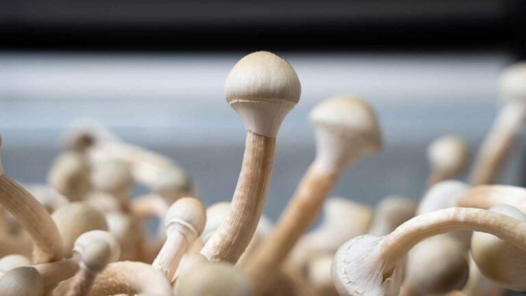 seta mágica albino a+ con velo intacto