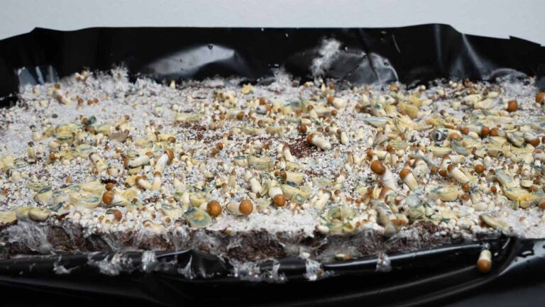 substrat de fibre de coco après la récolte des champignons magiques, coupé au couteau