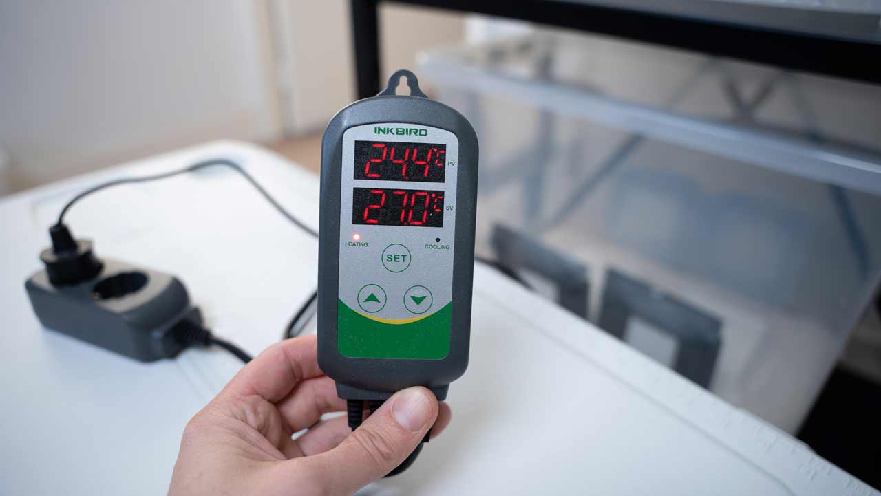 thermostat inkbird, incubation de mycélium de champignon