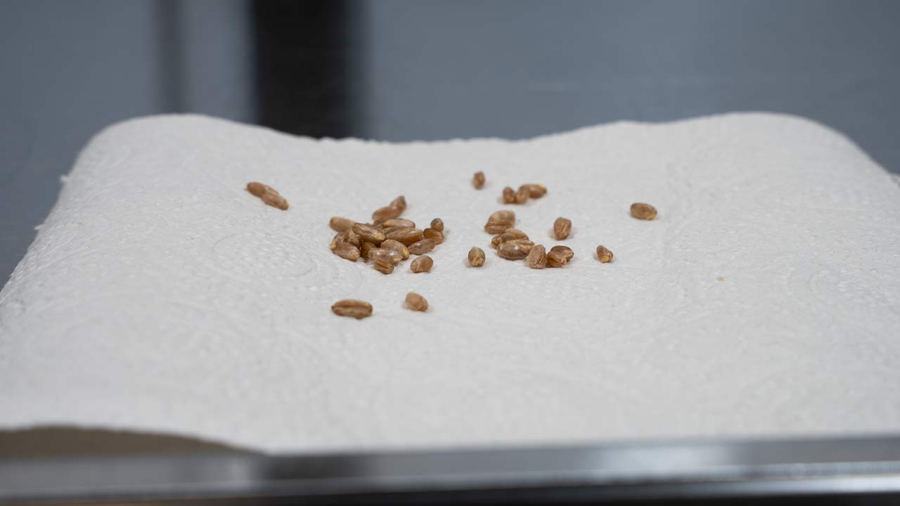 roggen auf küchenpapier zur kontrolle vor der pilzbrut-herstellung
