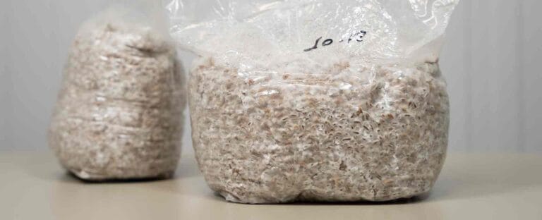 come fare lo spawn di grano di segale per funghi magici