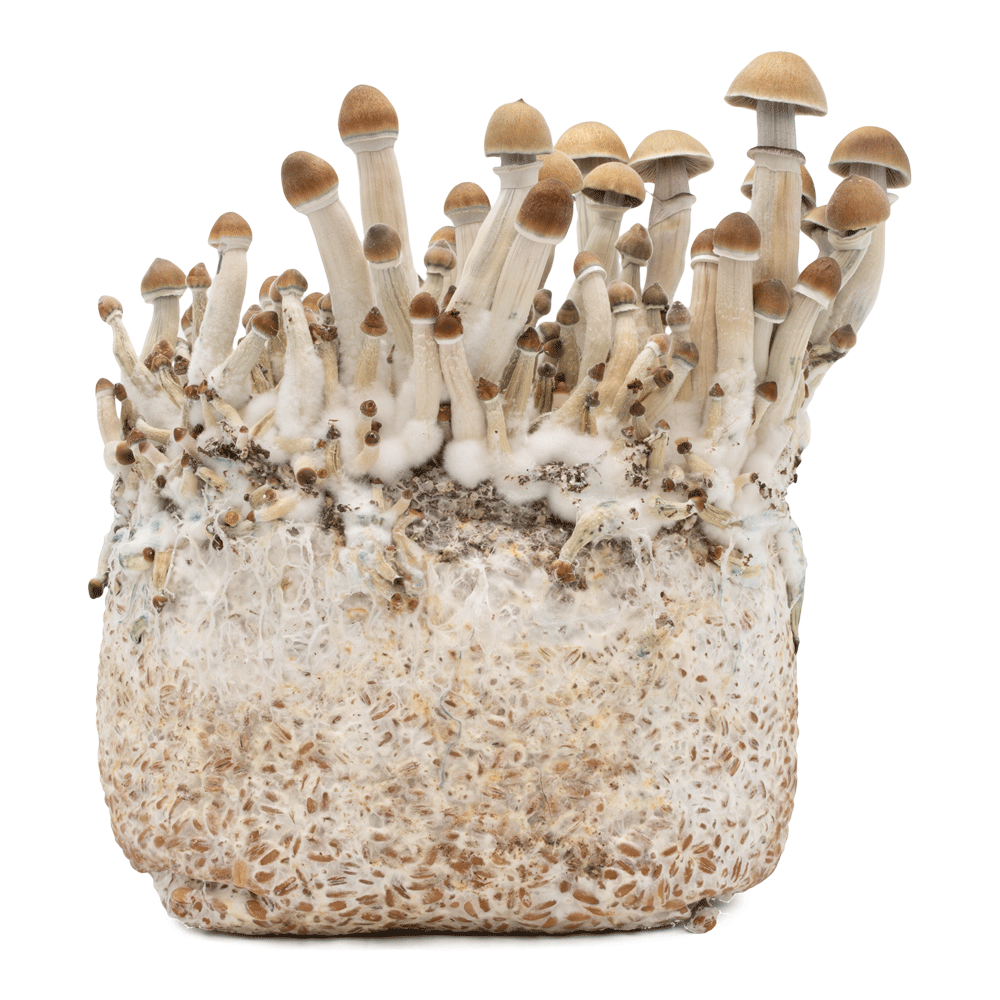 acid shroomz b+ liquid culture magic mushrooms
