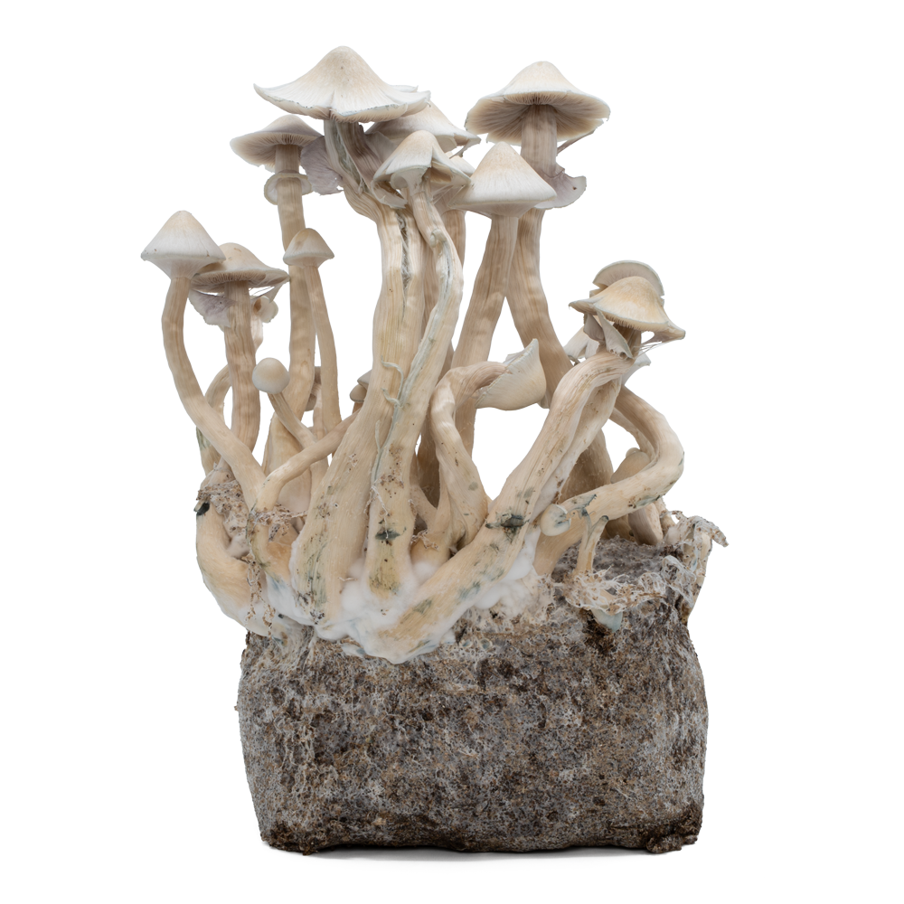 acid shroomz albino a+ hongos mágicos