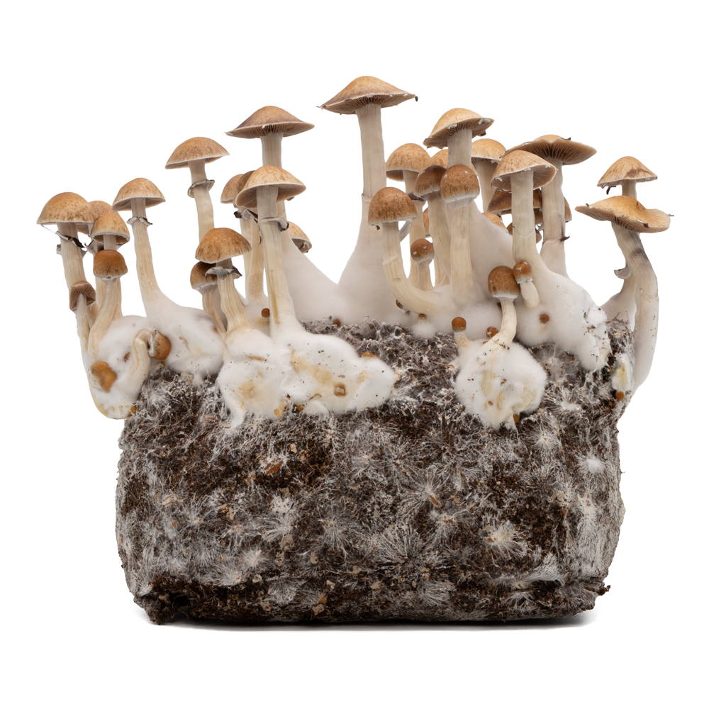 acid shroomz funghi magici mckennaii