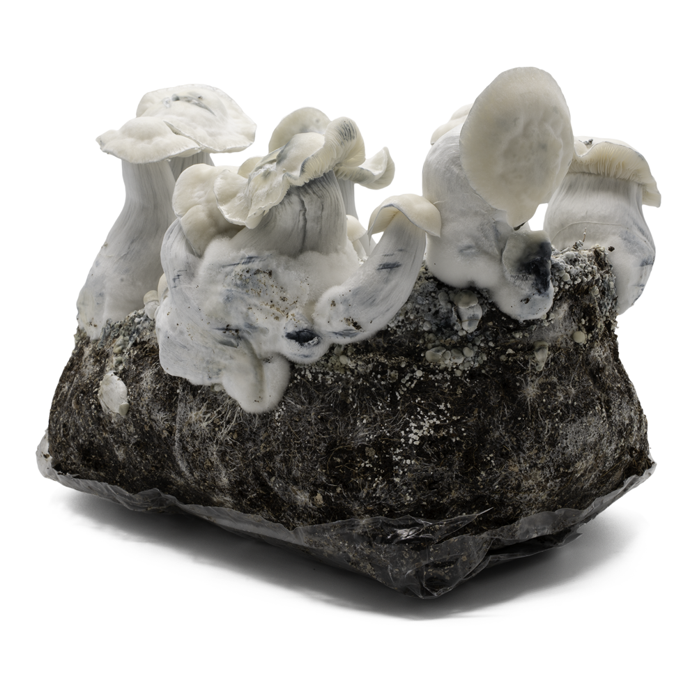 acid shroomz shaktnami paddo's