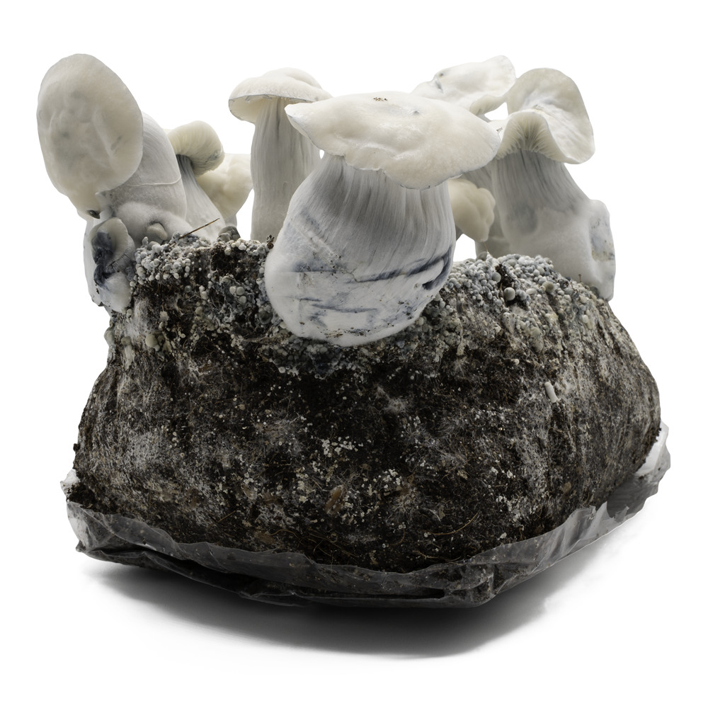 acid shroomz shaktnami paddo's