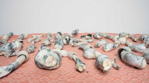 Setas mágicas melmac monster presecándose en paños de cocina