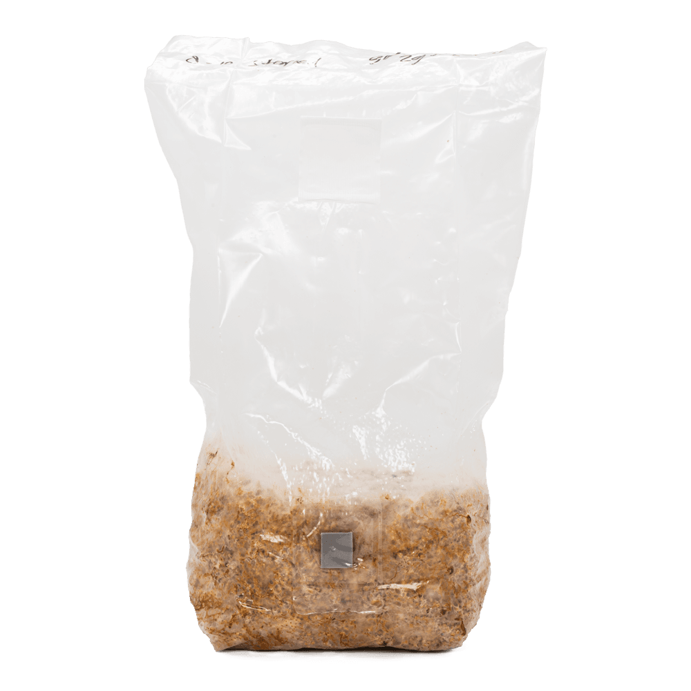 acid shroomz galindoi truffles in mushroom grow bag