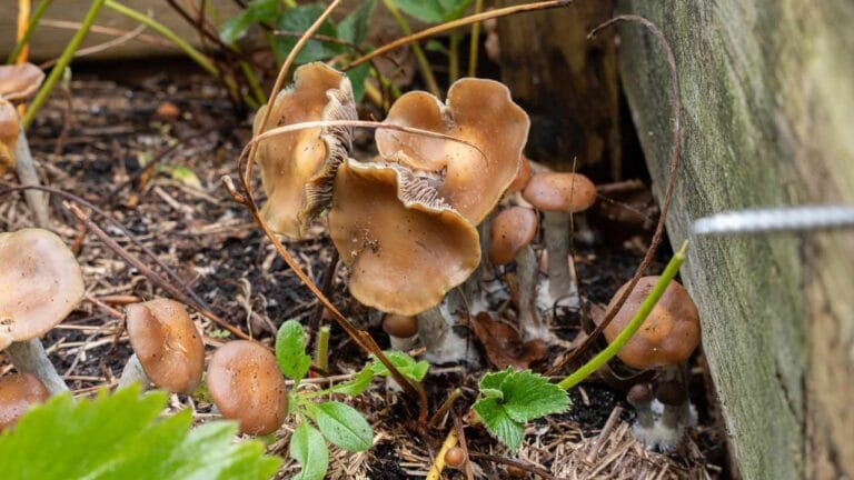 Corpi fruttiferi di Psilocybe azurescens